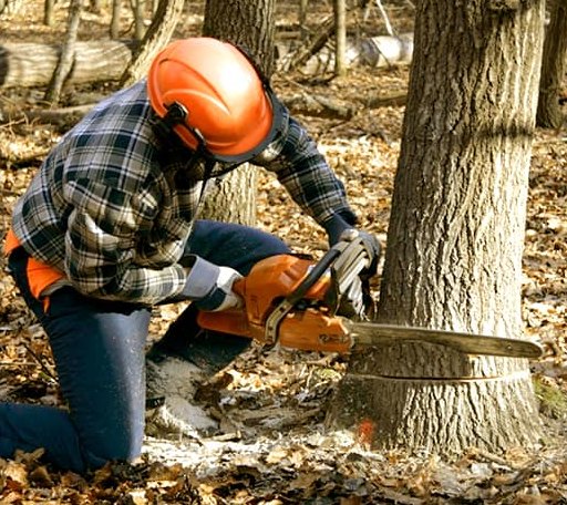 Tree Removal in Seneca Rocks, WV
